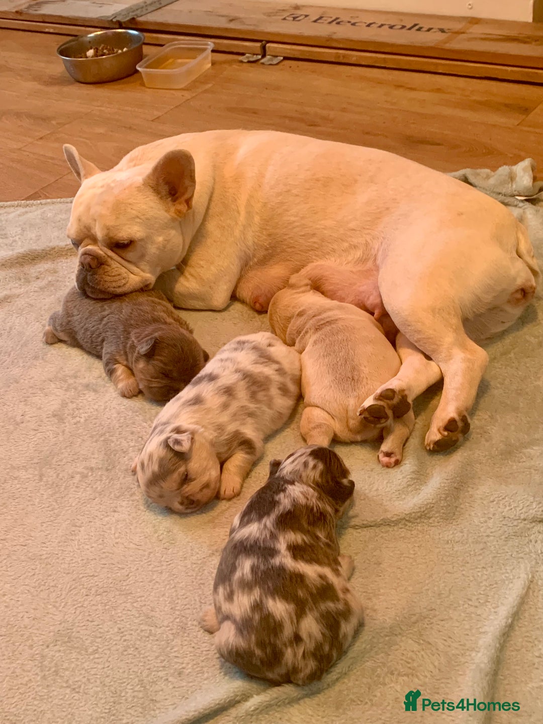 French Bulldog dogs for sale: fluffy french bulldogs - Advert 12