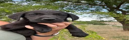 Labrador Retriever dogs for sale: 🖤🧡Fabulous Puppies Looking for a 5⭐️ home  - Advert 14