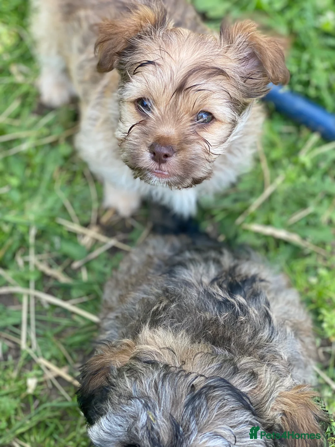 Yorkiepoo dogs for sale: Peaches and teddy  - Advert 2
