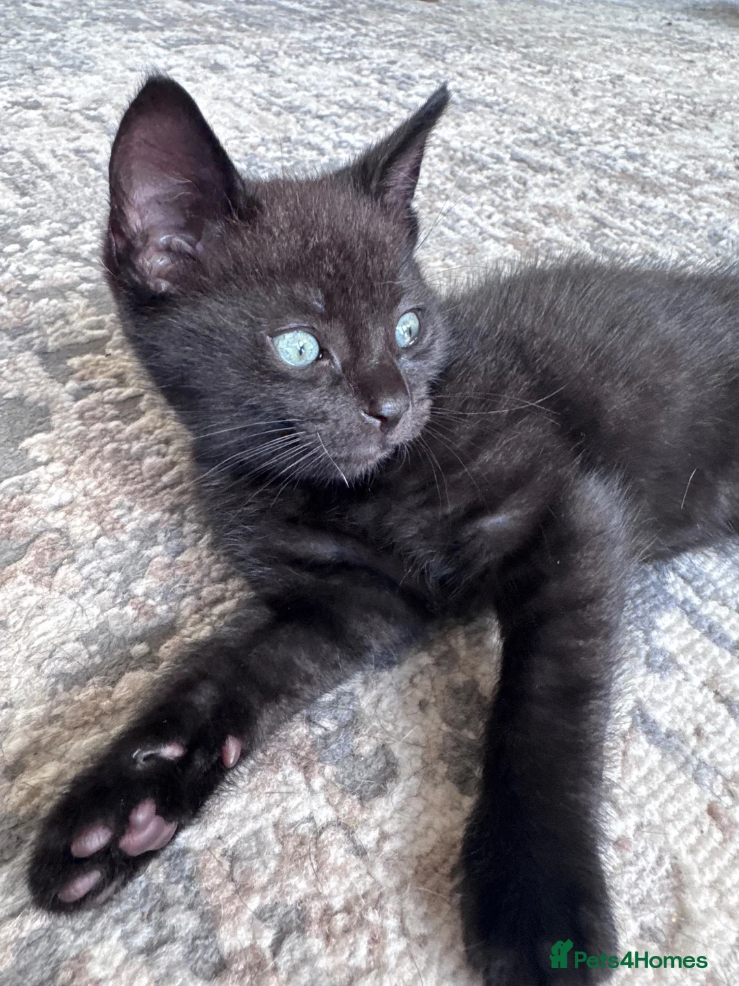 Domestic Shorthair cats for sale: 5 kittens available for their forever home 🩷💙 - Advert 39