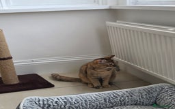 Mixed Breed cats for sale: Free to a good home  - Image 4