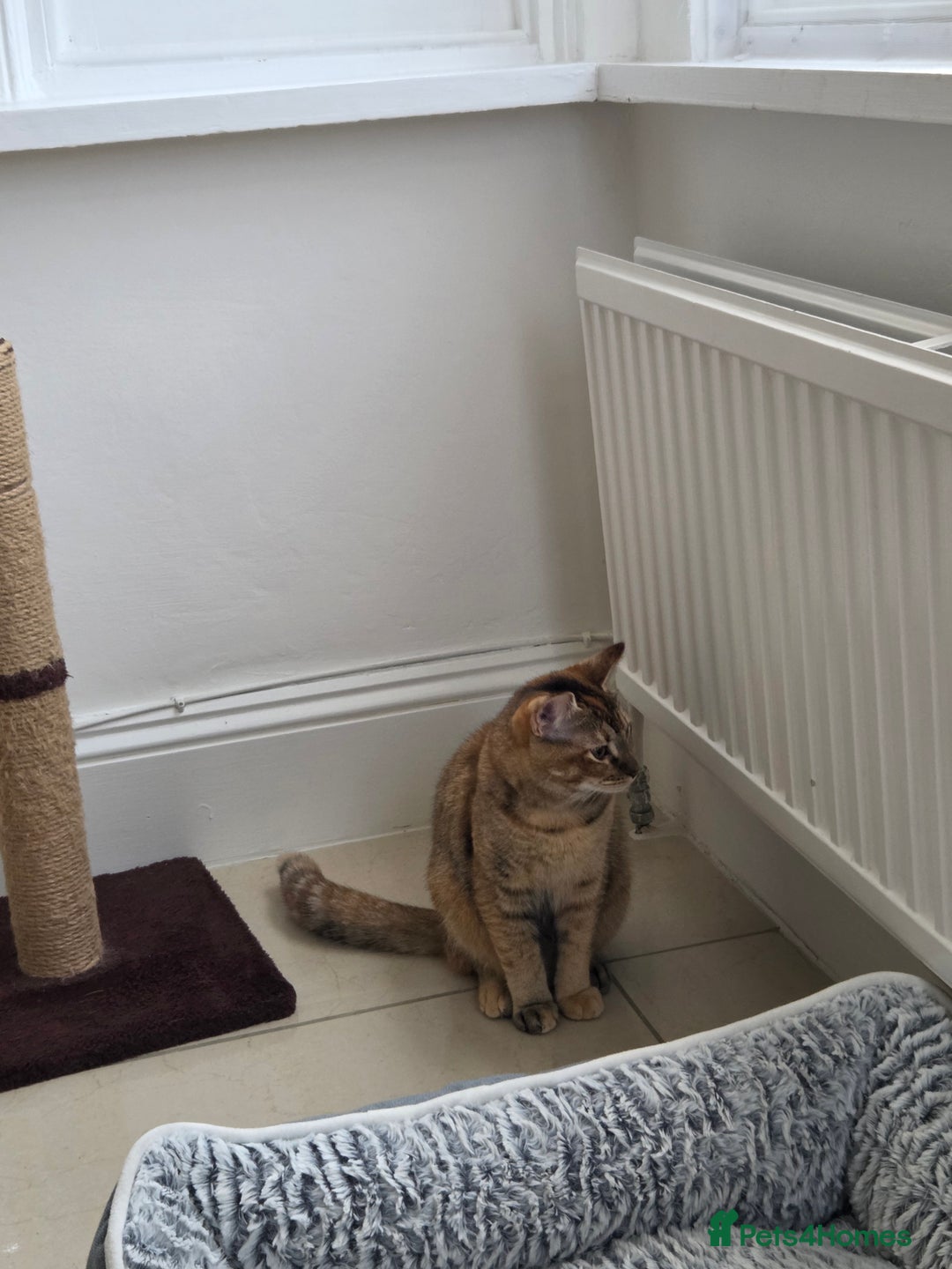 Mixed Breed cats for sale: Free to a good home  - Image 4