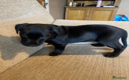 Labrador Retriever dogs for sale: Black Labrador bitch puppy  - Image 7
