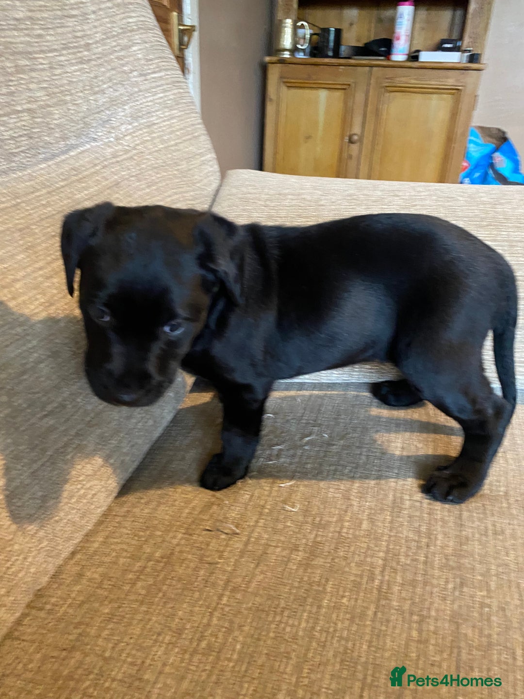Labrador Retriever dogs for sale: Black Labrador bitch puppy  - Image 7