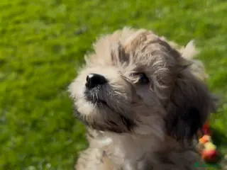 Maltipoo dogs Maltipoo - Advert 5