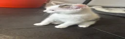 Mixed Breed cats for sale: Last little girl remaining.  in Newquay - Advert 4
