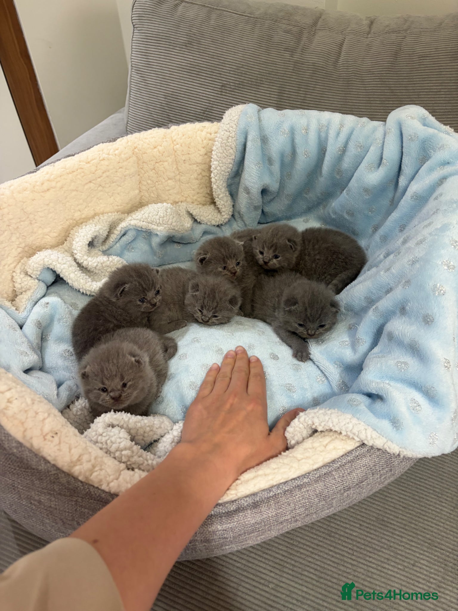 British Shorthair cats 5 generation pedigree GCCF registered  - Advert 1