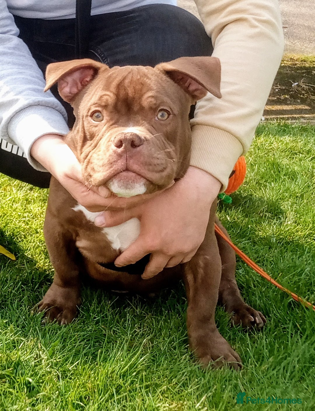 Mixed Breed dogs for sale: Year old micro exotic male - Advert 1