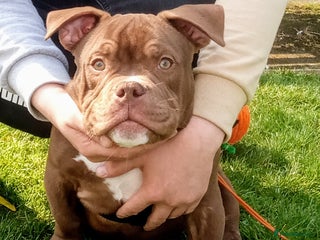 Mixed Breed dogs Year old micro exotic male - Advert 5