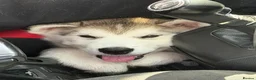 Alaskan Malamute dogs for sale: Alaskan malamute  - Advert 2