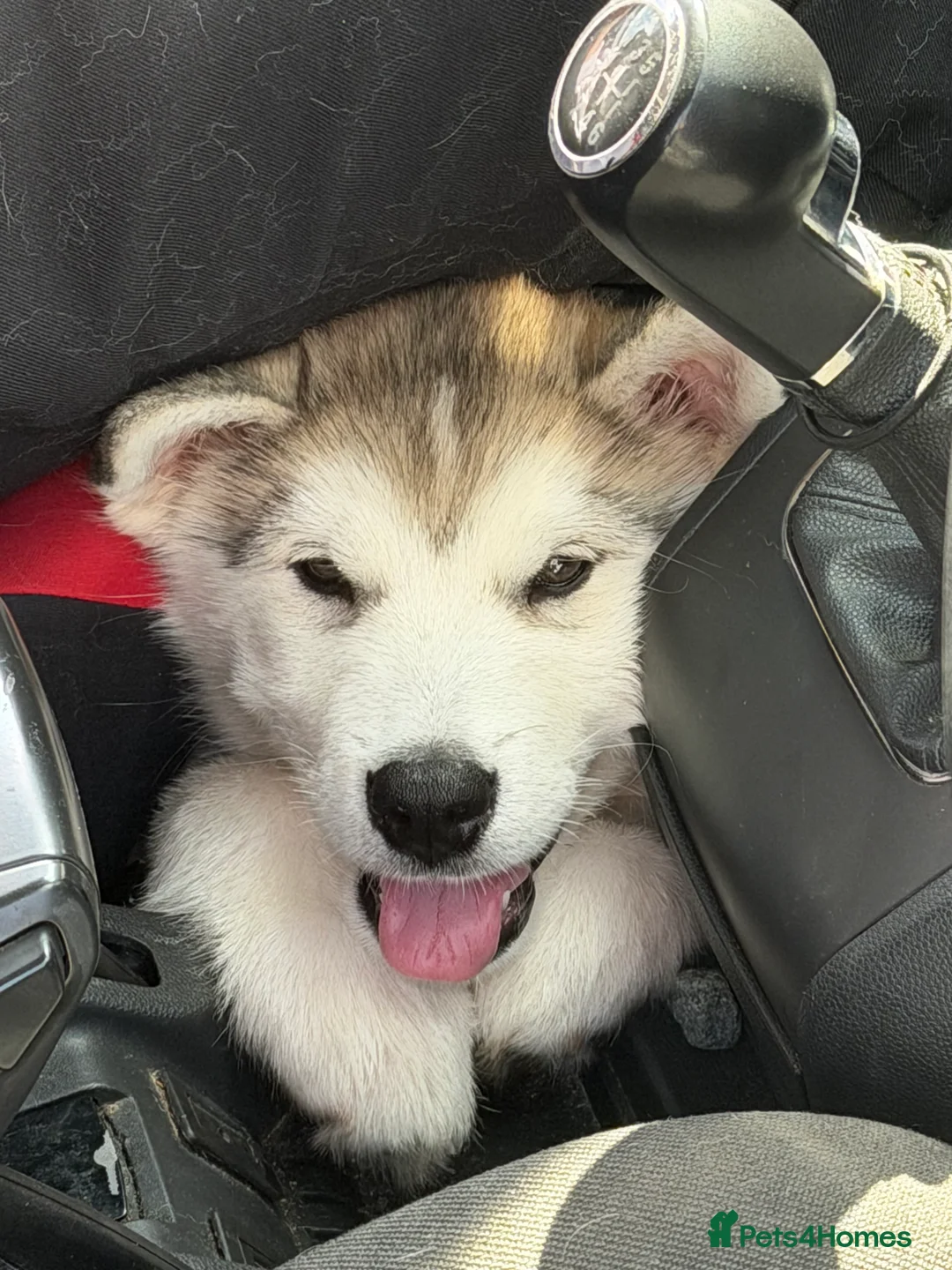 Alaskan Malamute dogs for sale: Alaskan malamute  - Advert 2