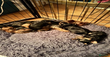 Yorkshire Terrier dogs - Advert 3