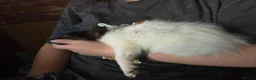 Papillon dogs for sale: !!!Ready 28/08!!! KC Papillon Puppies - Advert 13