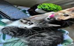 Bengal cats for sale: 2Beautiful kittens Left - Image 15