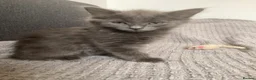 Russian Blue cats for sale: Russian blue Scottish fold mix stunning breed  - Advert 11
