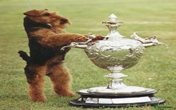 Welsh Terrier dogs for sale: Beautiful Champion Lines KC Welsh Terrier Puppies - Image 5