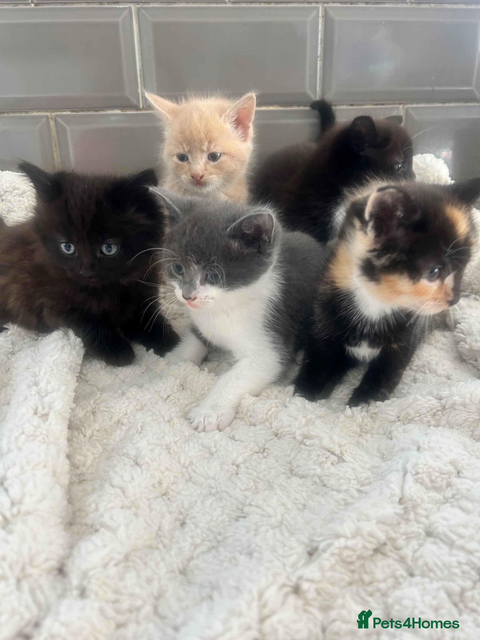 Mixed Breed cats 5 beautiful kittens ready to go 😻 - Advert 4
