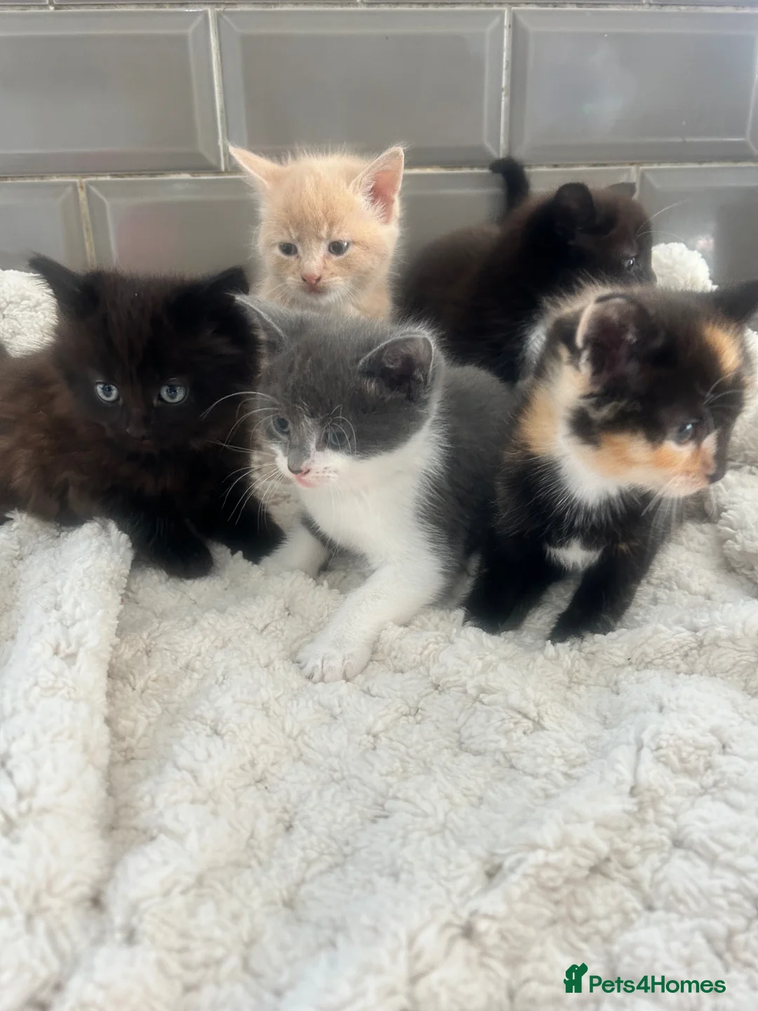 Mixed Breed cats for sale: 5 beautiful kittens ready to go 😻 - Advert 1