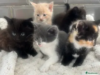 Mixed Breed cats 5 beautiful kittens ready to go 😻 - Advert 1