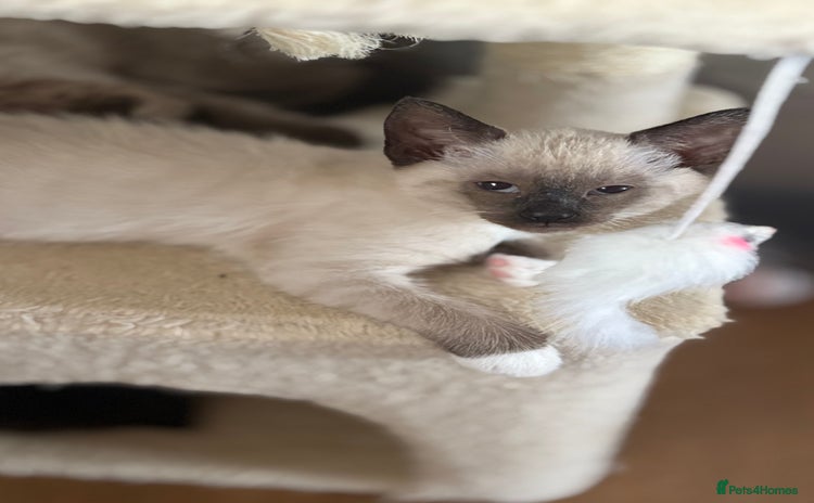 Ragdoll cats - Advert 3