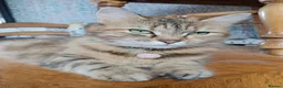 Mixed Breed cats for sale: 2 very fluffy kittens - Advert 2