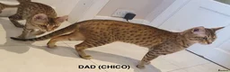 Savannah cats for sale: Stunning F5 SBT Savannah Kittens in Bradford - Advert 17
