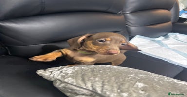 Miniature Dachshund dogs - Advert 5