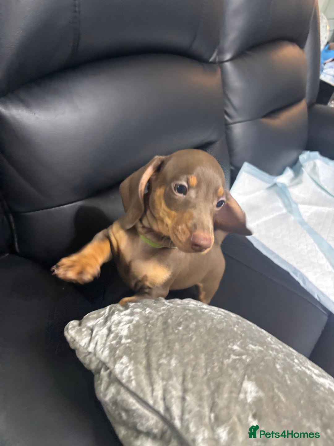 Miniature Dachshund dogs for sale: Beautiful Miniature Dachshunds  - Image 2