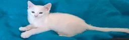 Mixed Breed cats for sale: Turkish Angora mix kittens - Advert 10