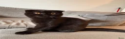 Scottish Fold cats for sale: Stunning Scottish fold kittens   - Advert 4