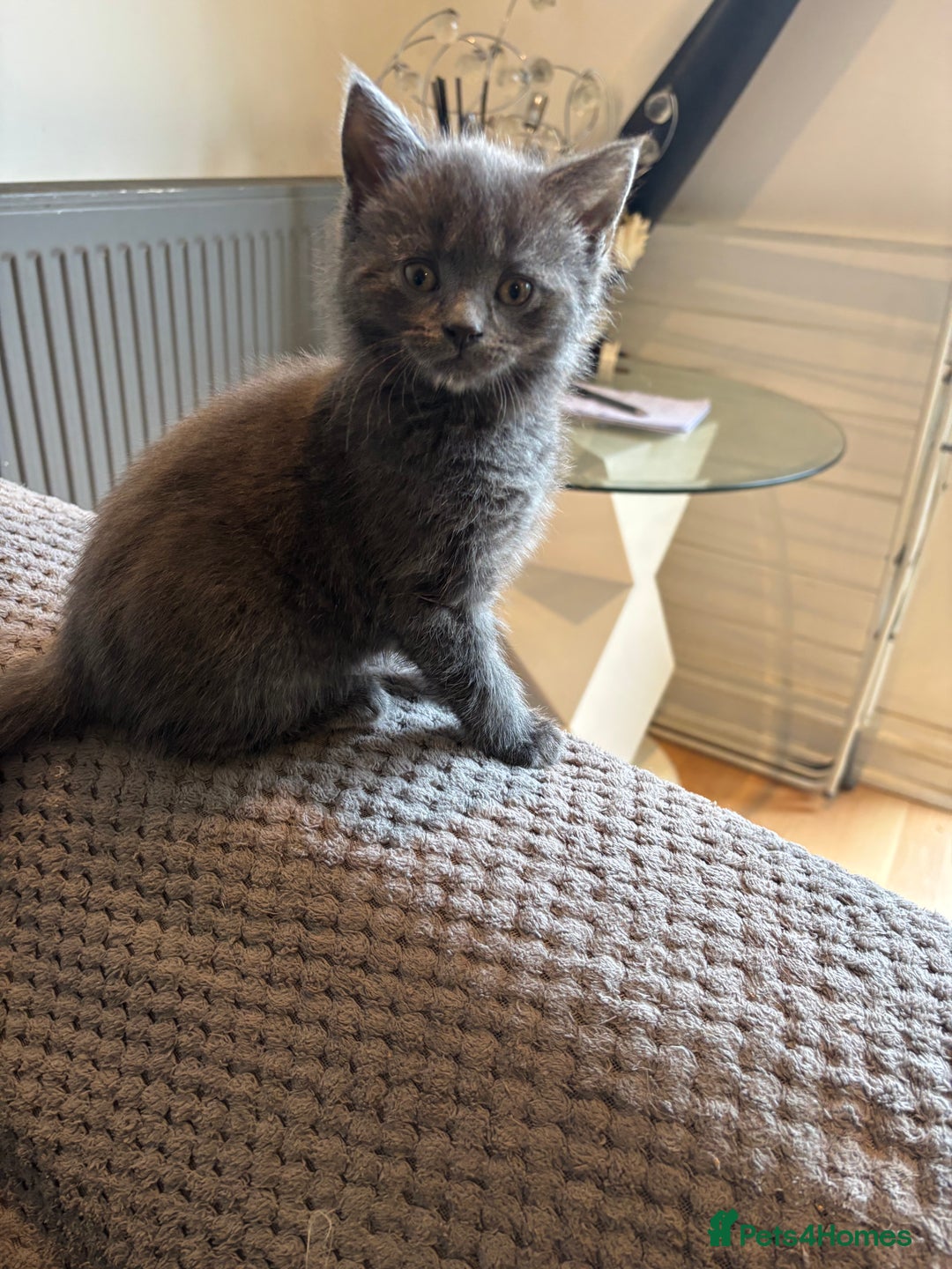 Mixed Breed cats for sale: Stunning Kittens  - Image 9