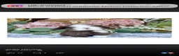 Mini Lop rabbits for sale: Hobby breeder of pure bred mini lops  - Advert 8