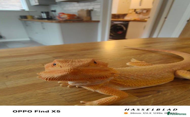 Bearded Dragon reptiles - Advert 1