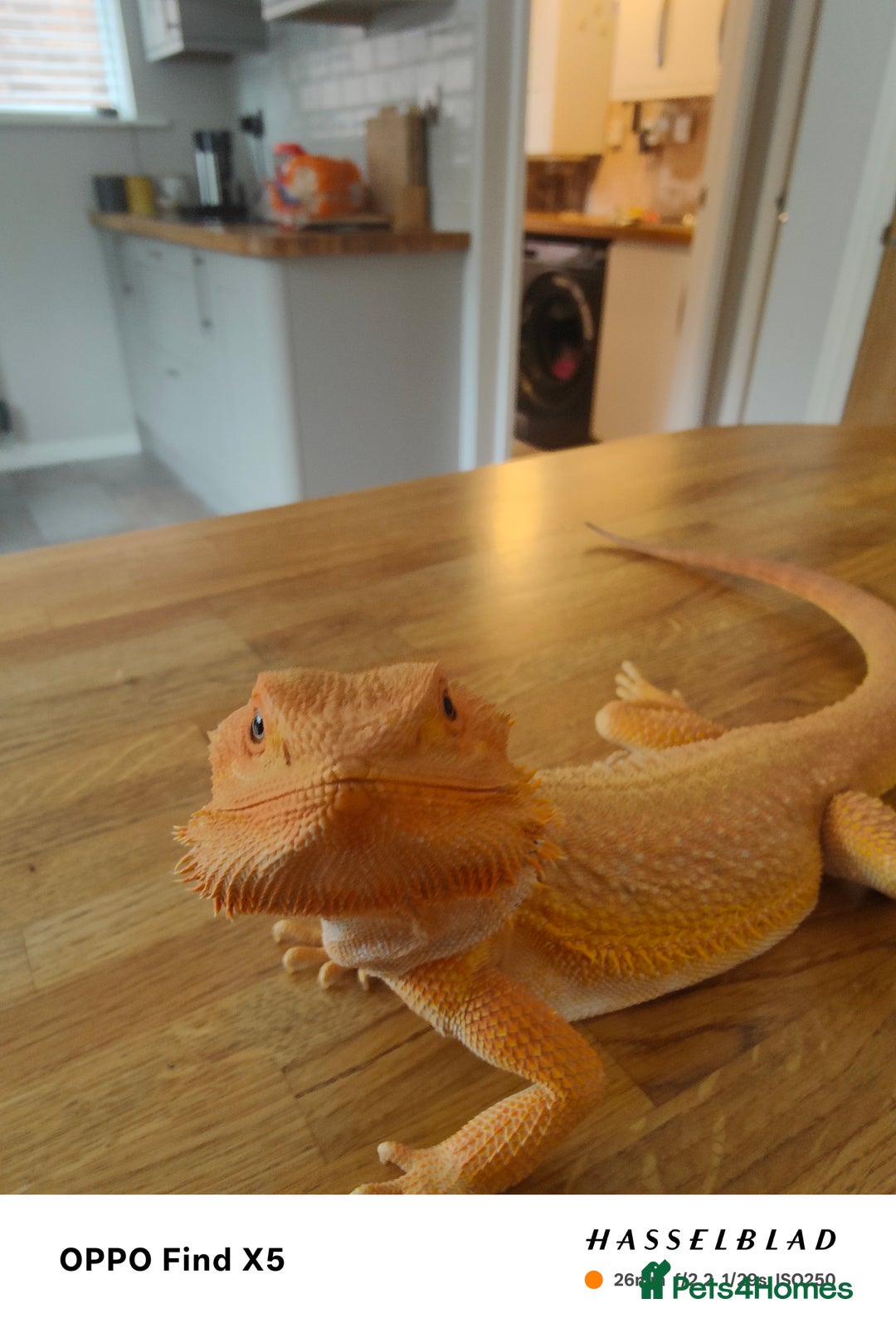 Bearded Dragon reptiles for sale: Male bearded dragon and full set up - Image 1