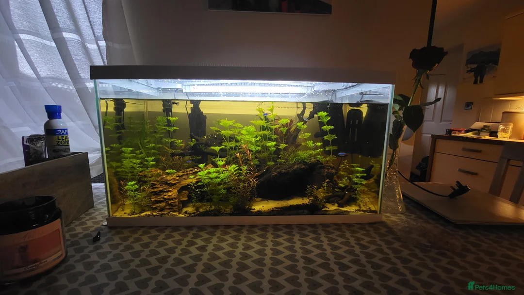 Gouramis fish for sale: Fish for sale - Advert 1