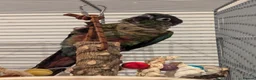 Conures birds for sale: Loving 5-Month old Green Cheek Conure (Pippin) - Advert 7