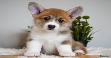 Welsh Corgi Pembroke dogs - Advert 5