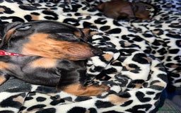 Miniature Dachshund dogs for sale: Miniature daschund Ready now - Image 14
