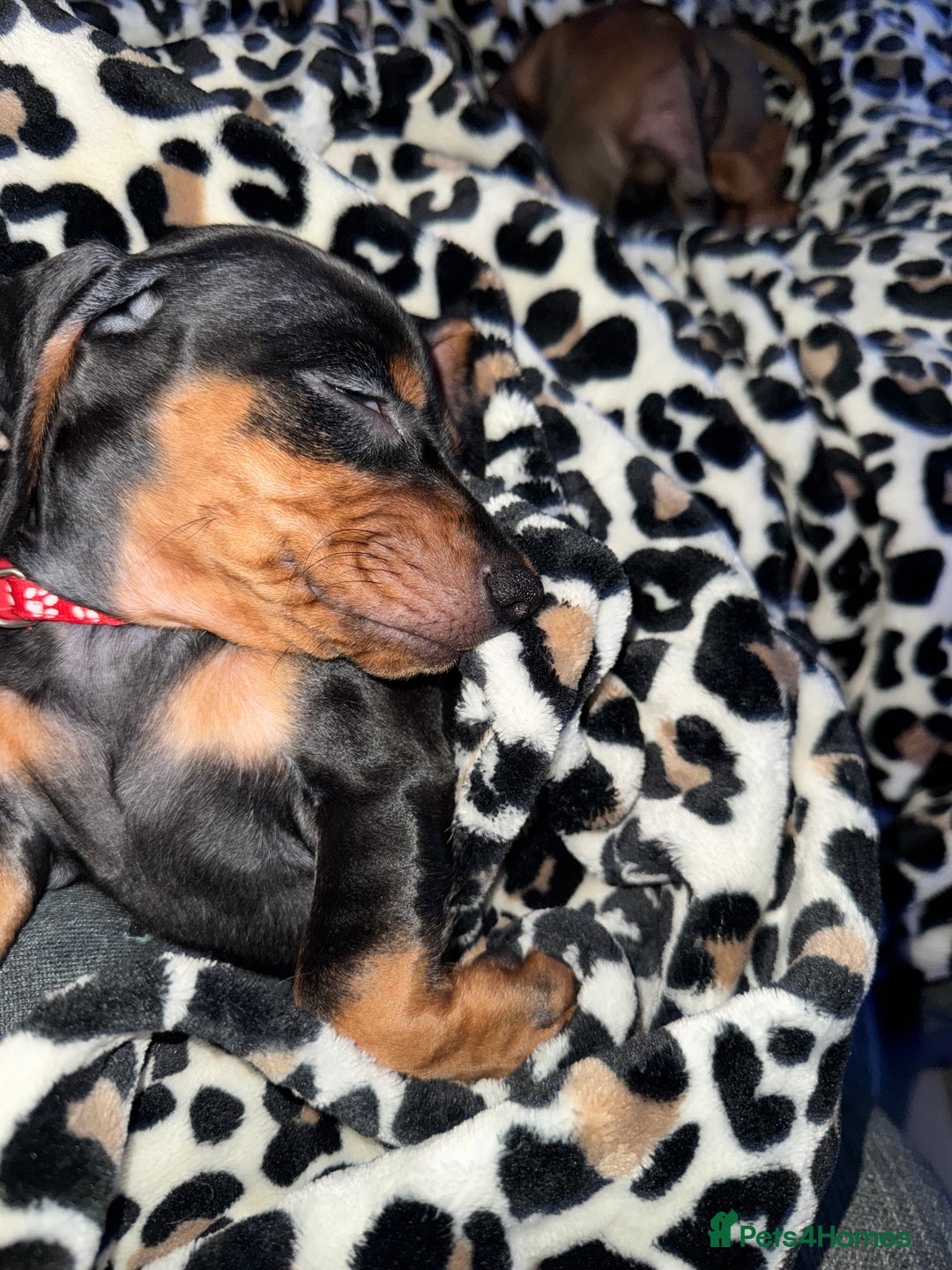 Miniature Dachshund dogs for sale: Miniature daschund Ready now - Image 14