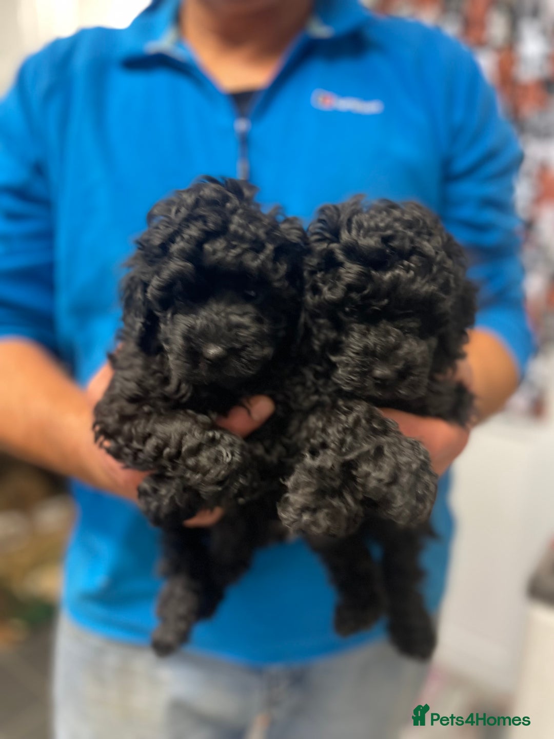 Toy Poodle dogs for sale: PEDIGREE TOY POODLES PRA CLEAR  - Advert 13