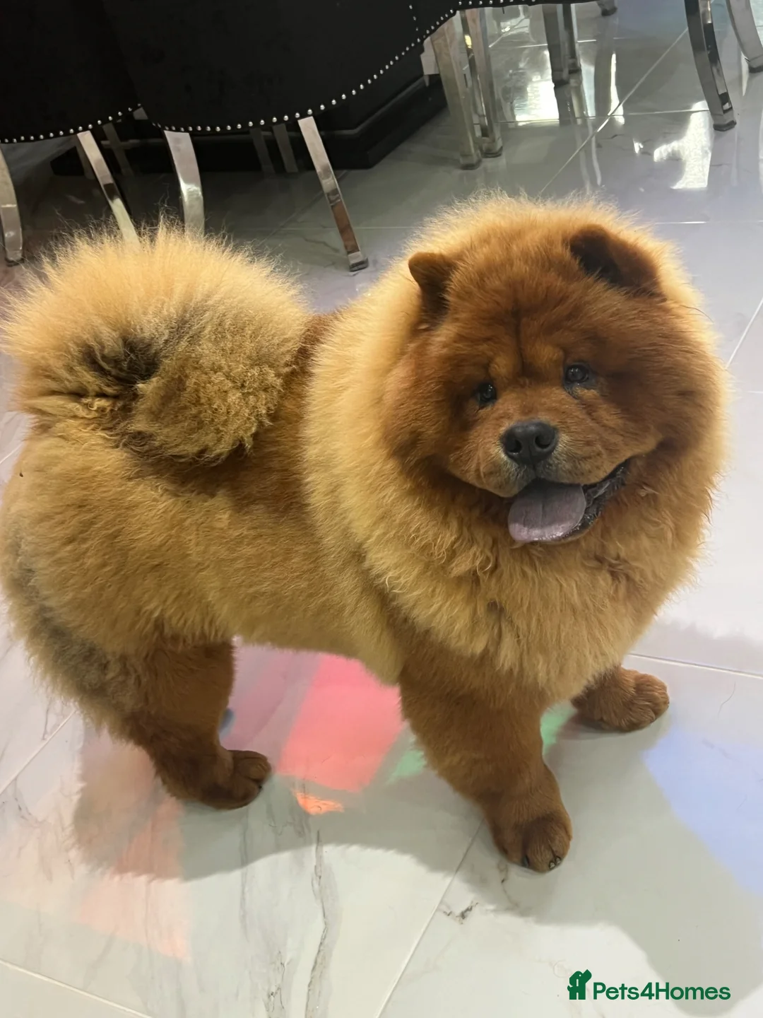 Chow Chow dogs for stud: ROLEX… Son of Crufts Imperial Champion  - Advert 1