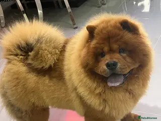 Chow Chow dogs ROLEX… Son of Crufts Imperial Champion - Advert 6