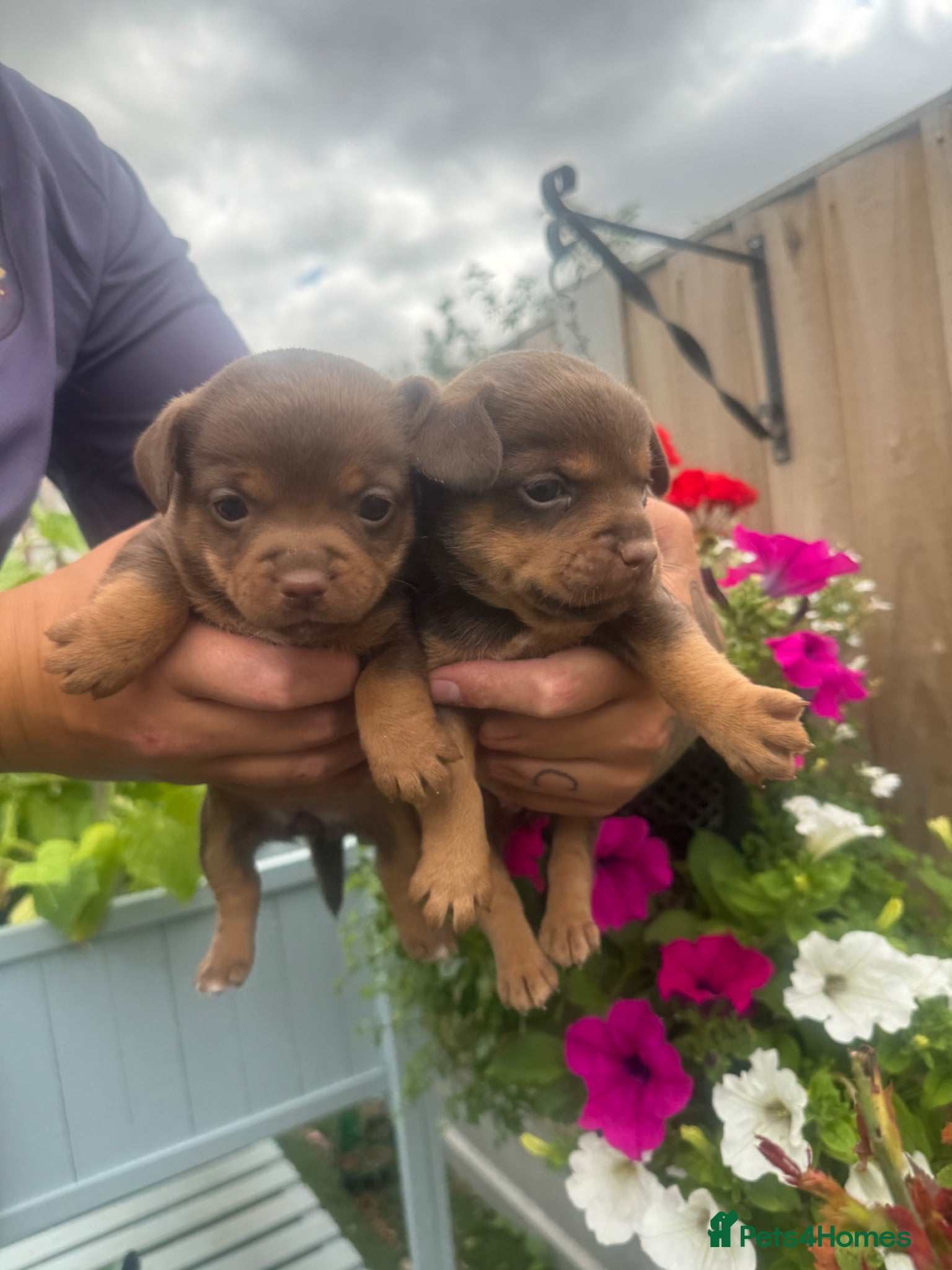 Jack Russell dogs Jack Russell pups  - Advert 7