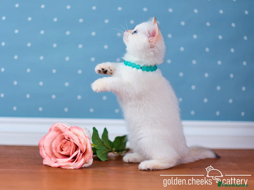 British Shorthair cats for sale: Blue-Eyed Golden Colorpoint Kitten - Advert 2