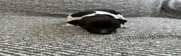 Italian Greyhound dogs for sale: Beautiful Italian greyhounds - Advert 12