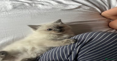 Ragdoll cats - Advert 14