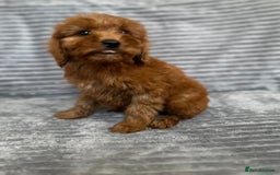 Cockapoo dogs for sale: Adorable Cockapoos looking for forever homes - Image 27