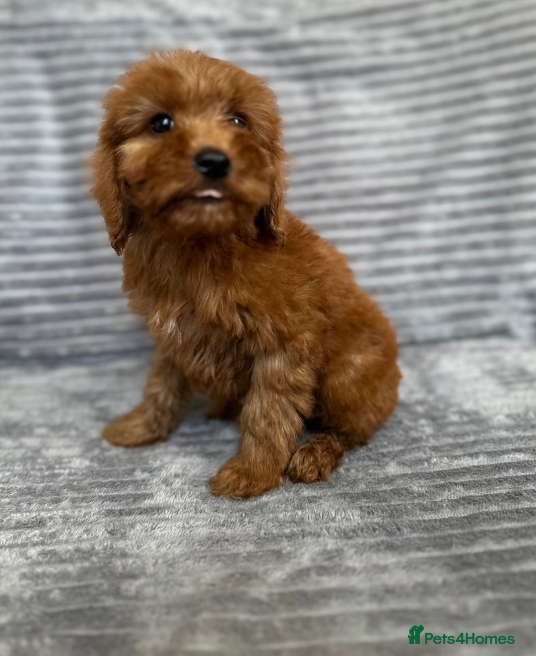 Cockapoo dogs for sale: Adorable Cockapoos looking for forever homes - Image 27