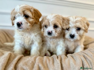 Cavapoo dogs - Advert 4