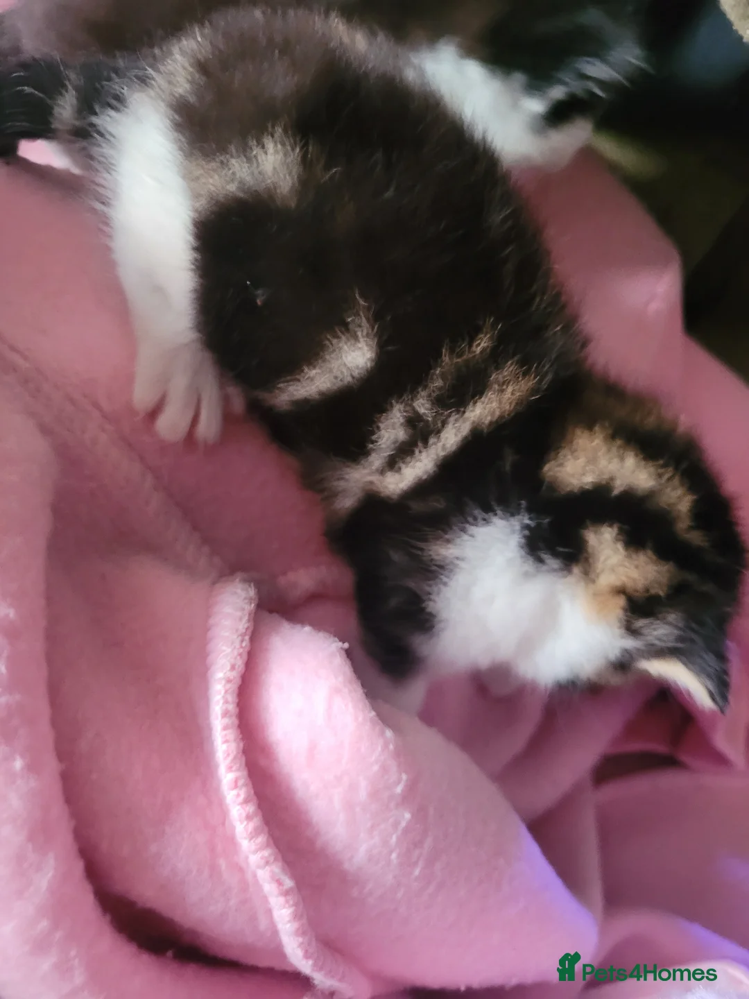 Mixed Breed cats for sale: Kittens for sale  in Grangemouth - Advert 13